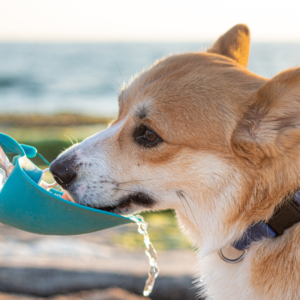 CANI E CALDO ESTIVO: COME PROTEGGERE IL TUO AMICO A 4 ZAMPE IN ESTATE CANI E CALDO ESTIVO: COME PROTEGGERE IL TUO AMICO A 4 ZAMPE IN ESTATE