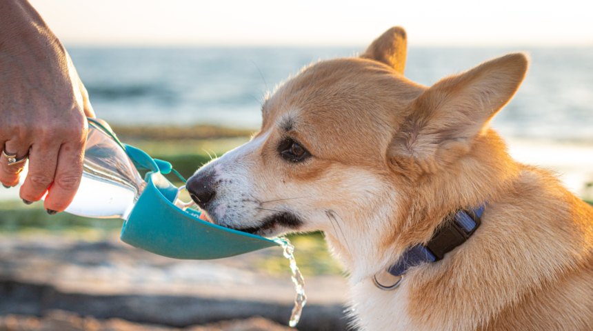 CANI E CALDO ESTIVO: COME PROTEGGERE IL TUO AMICO A 4 ZAMPE IN ESTATE CANI E CALDO ESTIVO: COME PROTEGGERE IL TUO AMICO A 4 ZAMPE IN ESTATE